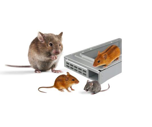 Humanitarna pułapka na myszy, gryzonie - żywołapka