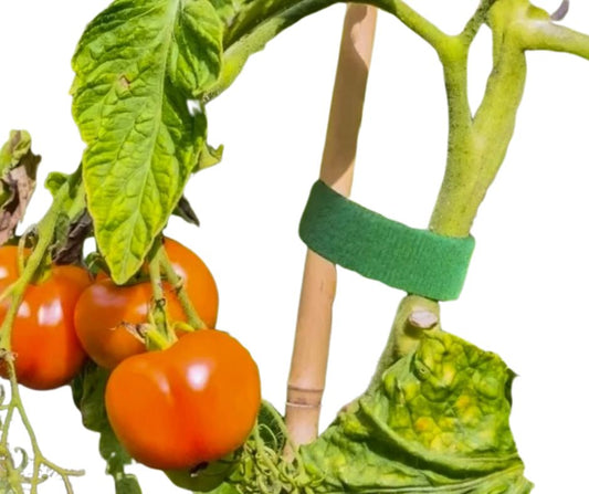 Rzep ogrodowy zielony do podwiązywania roślin 15m